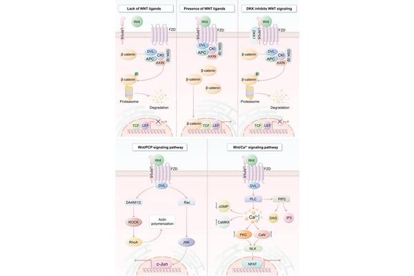 Exploring the Wnt Pathway’s Impact on Hepatocellular Carcinoma: Insights into Molecular Mechanisms and Therapeutic Potential