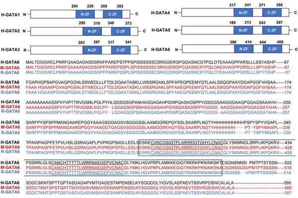 GATA6 Emerges as a Critical Player in Pancreatic Cancer and Promising Therapeutic Target