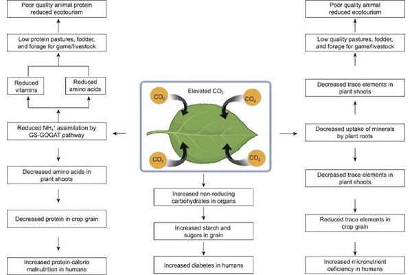 Climbing CO2 Levels: Effects on Crop Nutrition and Global Food Security