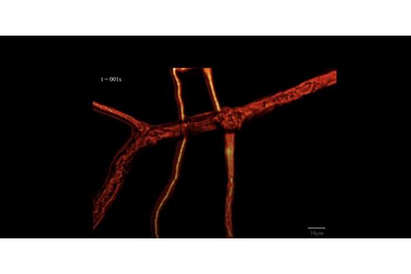 Engineered Robots Uncover the Hidden Trade Networks of Plants and Fungi: A Deep Dive into Nature’s Underground Supply Chains