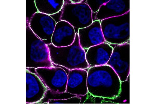 Cooperative Behavior of Cancer Cells Enables Efficient Nutrient Scavenging