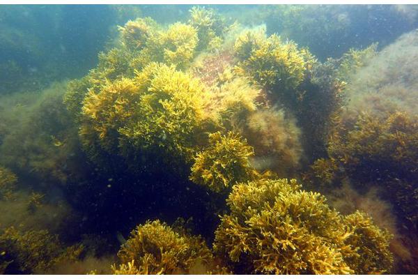 Massive Seaweed Clone Discovered in the Baltic Sea: A Marine Marvel