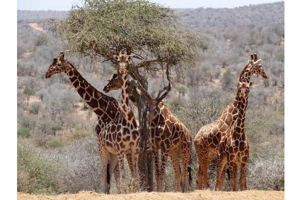 Surprising Findings in Giraffe Gut Microbiome Research