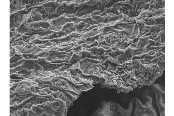 New Research Shows Brewing Tea Effectively Eliminates Lead Contamination in Water