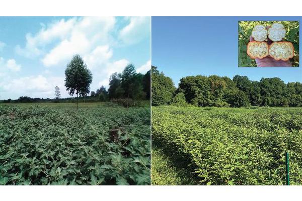 CSHL and Global Team Unravel the Solanum Pan-Genome