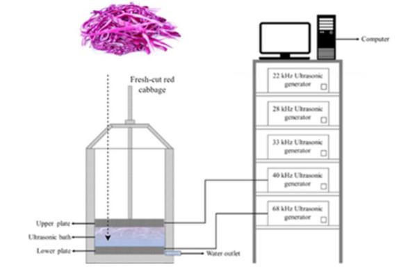 High Energy Ultrasound Boosts Phenolic Production in Fresh-Cut Red Cabbage