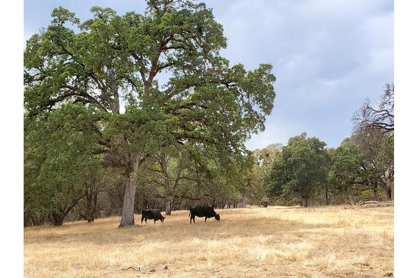 Sweet Molasses Feed: Unlocking the Secrets of Cattle Grazing Behavior