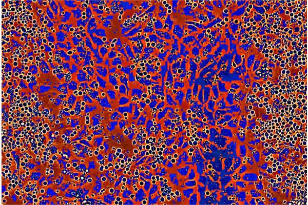 Powering Up Stem Cell Production: Enhancing Cell Numbers for Therapeutic Applications