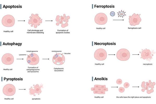 Exploring New Frontiers in Breast Cancer Therapy: The Impact of Ubiquitin-Specific Proteases on Programmed Cell Death