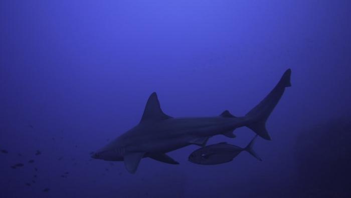 Shadowing behavior displayed by blue runner fish hiding below a sandbar shark before attacking prey. Lampione island, Central Mediterranean sea. Credit: Rocco Canella