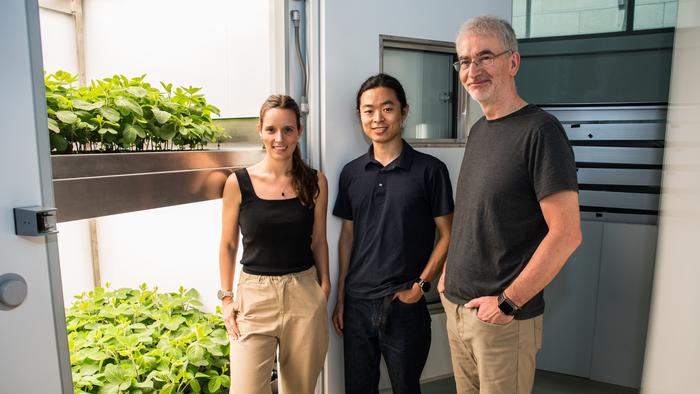 Soybean plants in a stacked vertical farming system at the facilities of TUMCREATE, Singapore.