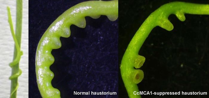 Normal vine (left) and gene-suppressed vine (right)