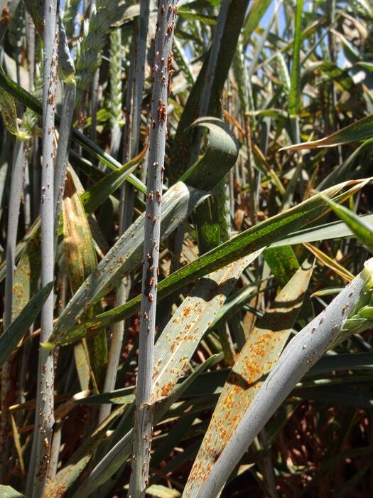 Infected wheat