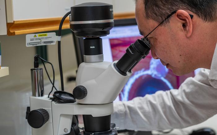 Observing cells under microscope