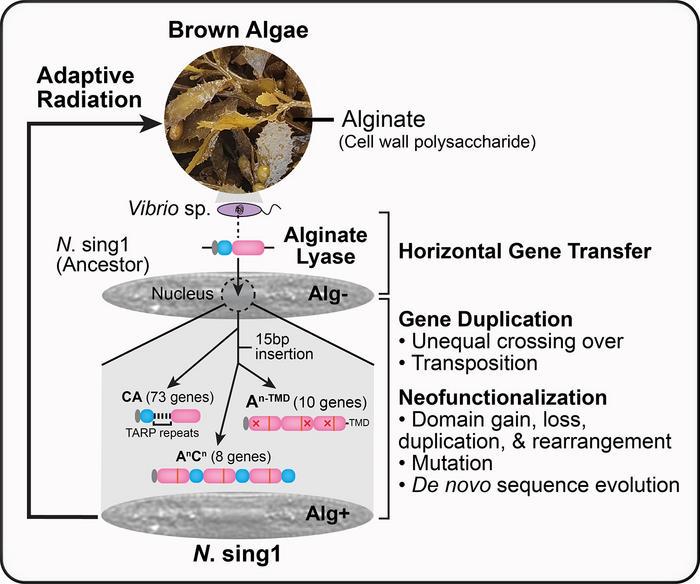 A borrowed bacterial gene allowed some marine diatoms to live on a seaweed diet