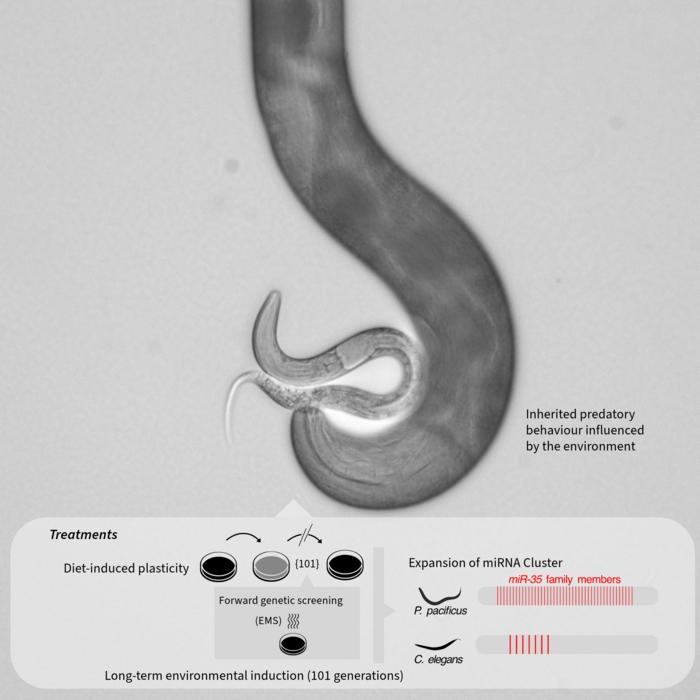 Microscopic image nematodes