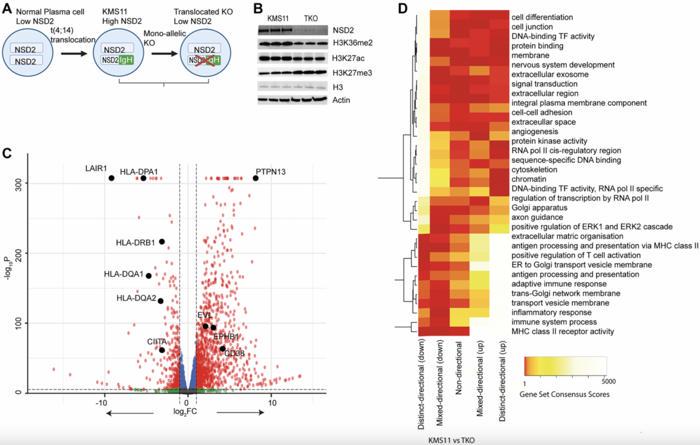 NSD2-epigenomic reprogramming and maintenance of plasma cell phenotype in t(4;14) myeloma