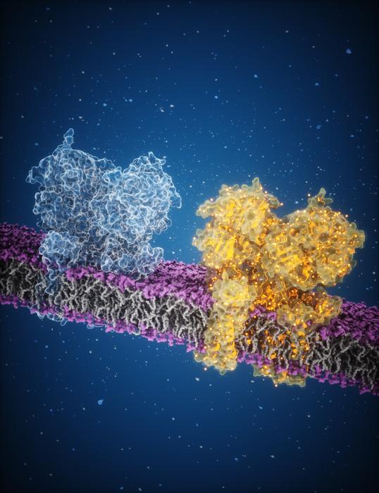 AMPA receptor and glutamate