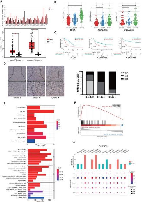 High expression of HMGN2 associated with poor prognosis in patients with glioma.