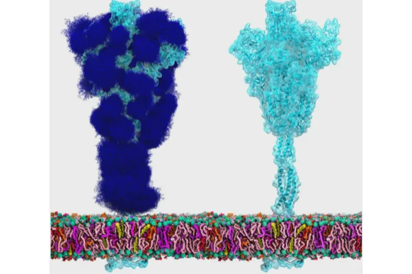 Novel ‘Low-Sugar’ Vaccine Shows Promise for Enhanced Immunity Against Coronavirus Variants