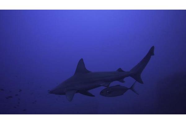 Study Reveals Fish Utilize Sharks as Shields for Prey Ambush Tactics