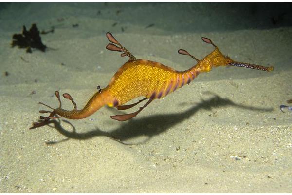 Extreme Weather Events Associated with Weedy Seadragon Mortality