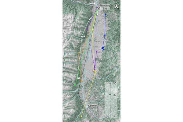 Surprising Findings: Owl Migration Patterns Unveiled by Researchers in Western Montana