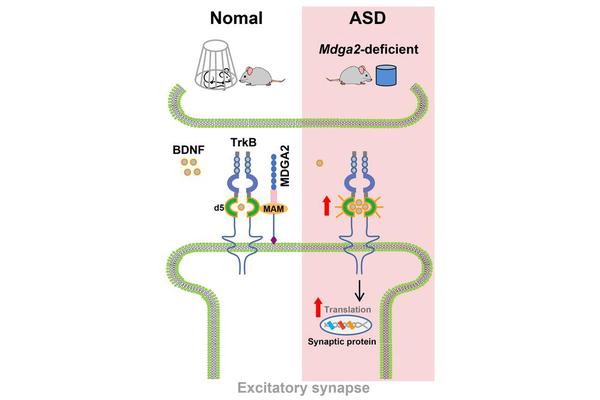 Equilibrium of Competing Nerve Proteins Helps Alleviate Autism Symptoms in Mice