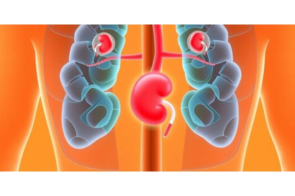 Growing Incidence of Kidney Disease Highlights the Vital Link Between Heart Health and Kidney Function