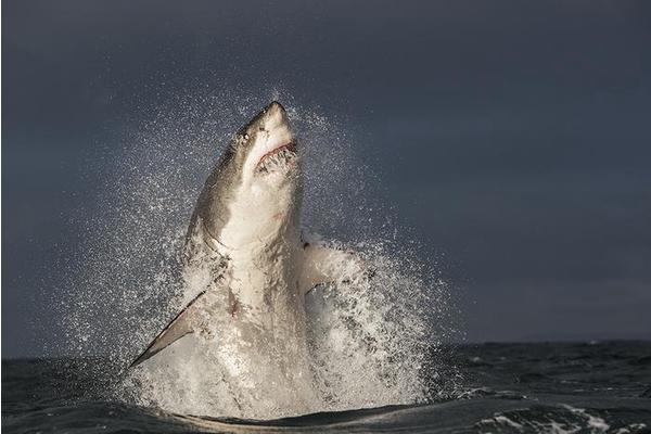 New Study Reveals Ecosystem Disruption Linked to Decline of Great White Sharks