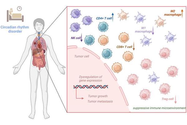 How Circadian Rhythms Influence Tumor Growth and the Immune Microenvironment