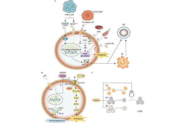 Ferroptosis Plays a Key Role in Immunosuppression