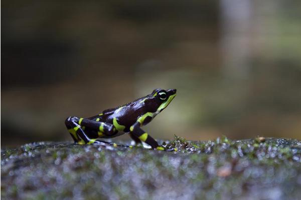 Bezos Earth Fund and Smithsonian Join Forces to Protect Endangered Frog Species