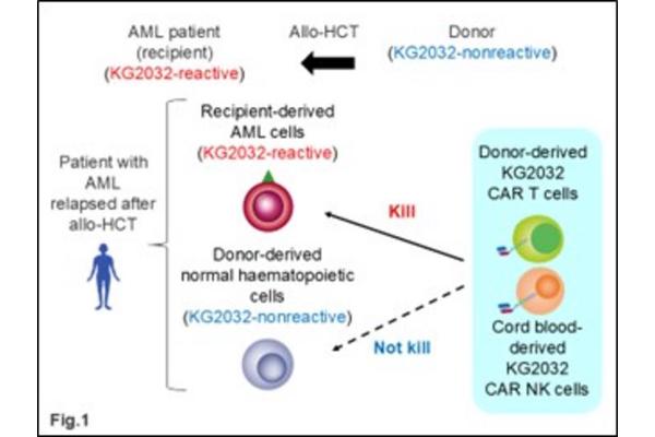 Leveraging CAR Technology to Combat Acute Myeloid Leukemia
