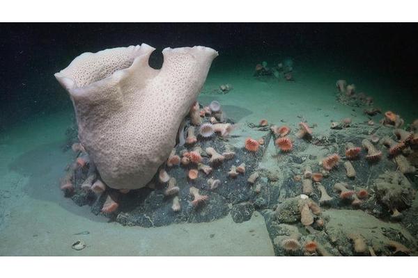 Robust Antarctic Ecosystems Flourish Following Recent Iceberg Detachment