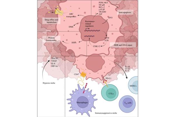 Exploring Canonical and Noncanonical NOTCH Signaling: Key Players in Cancer’s Nongenetic Resistance