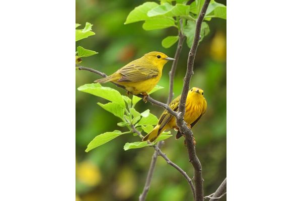 Galapagos Birds Display ‘Road Rage’ Behavior in Response to Noise Pollution