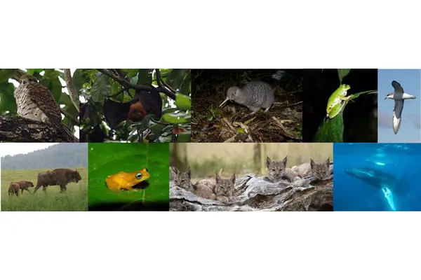 Conservation Strategies Unveiled: Key Actions That Support Endangered Species Recovery
