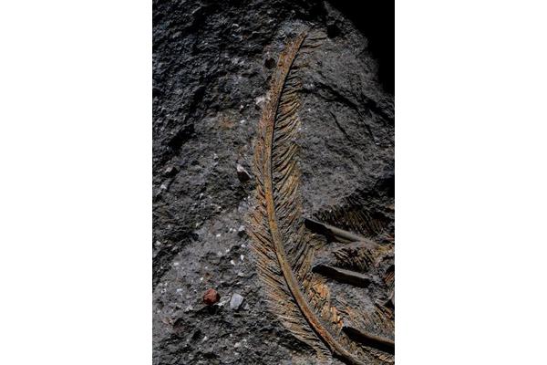 Groundbreaking Fossil Find Unveils How Volcanic Deposits Preserve Microscopic Animal Tissue Details