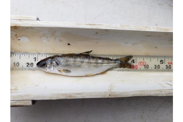 Revitalized Waterway Empowers New Wild Salmon Migration