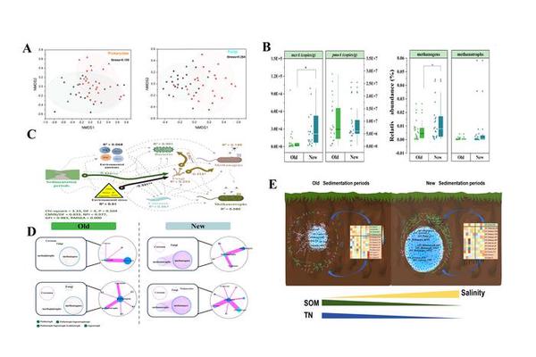 Inter-Trophic Networks Highlight Methanogens’ Key Role in Estuarine Soil Deposits