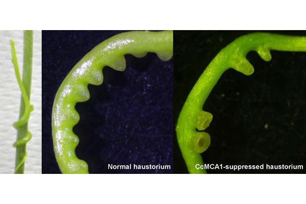Unveiling Nature’s Parasitic Wonder: The Motivations Behind Cuscuta campestris
