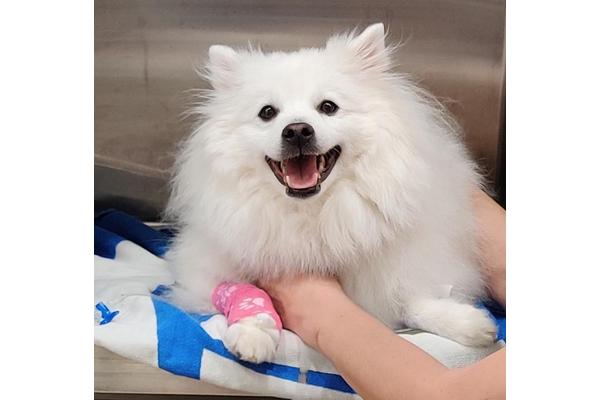 Breakthrough Treatment for Chronic Kidney Disease in Dogs Uncovered