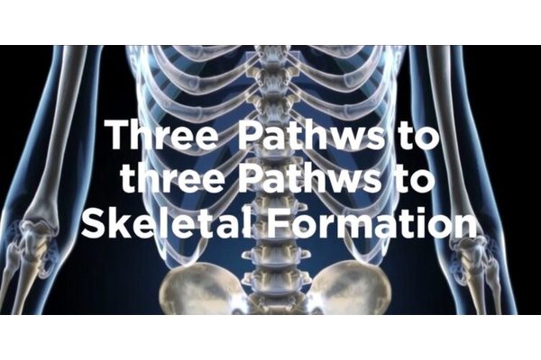 Exploring the Three Pathways to Skeletal Formation: Cartilage and Bone Development Unveiled
