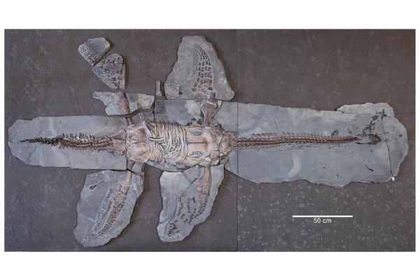Groundbreaking Plesiosaur Discovery Illuminates Early Jurassic Evolution and Potential Endemism