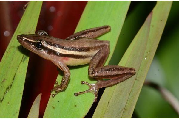 Predicted Habitat Loss: Over 80% of Amphibian Species in the Pantanal at Risk by 2100