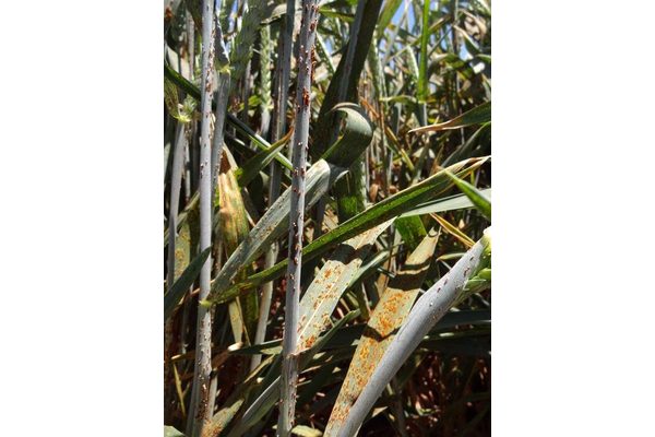 Breakthrough Discovery Enhances Wheat’s Resistance to Devastating Disease