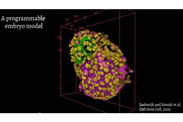 Scientists Harness Cellular Programming to Simulate the Earliest Stages of Embryonic Development