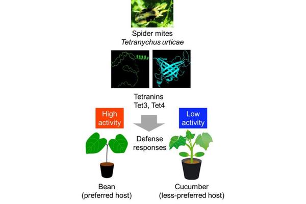 Breakthrough in Plant-Pest Interactions Offers Pathway to Sustainable Agriculture