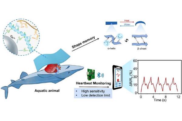 Biocompatible Hydrogel Paves the Way for Wearable Electronics in Monitoring Marine Life Health